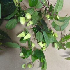 冬咲きクレマチス アンスンエンシス 蕾たっぷり 5号吊り鉢の画像