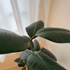 観葉植物の画像