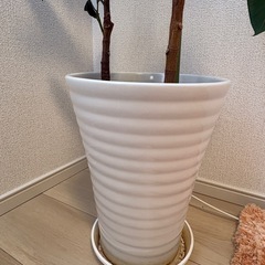 観葉植物の画像