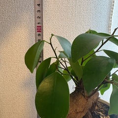 ガジュマル＆美品✨鉢の画像