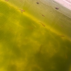 メダカ（ミックス」無料で差し上げますの画像