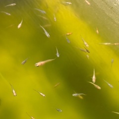 メダカ（ミックス」無料で差し上げますの画像