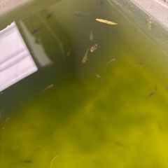 メダカ（ミックス」無料で差し上げますの画像