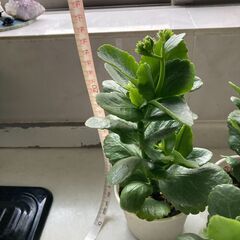 八重咲カランコエ　白　３鉢の画像