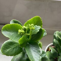 八重咲カランコエ　白　３鉢の画像