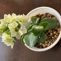 八重咲カランコエ　白　３鉢の画像