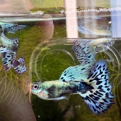 グッピーの稚魚の画像