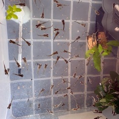 グッピーの稚魚の画像