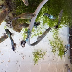 グッピーの稚魚の画像
