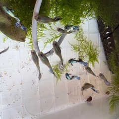 グッピーの稚魚の画像