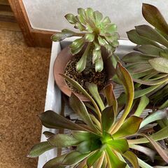 観葉植物　黒法師　６鉢の画像