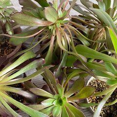 観葉植物　黒法師　６鉢の画像