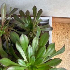 観葉植物　黒法師　６鉢の画像