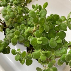 アロマティカス　2つの画像