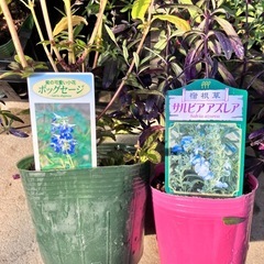 ハーブ　サルビアアズレア　バックセージ２６ポットセットの画像