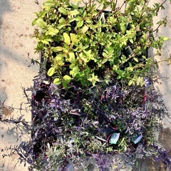 ハーブ　サルビアアズレア　バックセージ２６ポットセットの画像