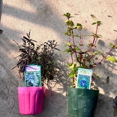 ハーブ　サルビアアズレア　バックセージ２６ポットセットの画像