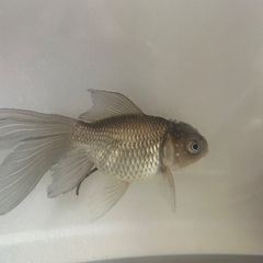 金魚もらってくださいの画像