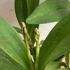 デンドロビウム　キンギアナム　１鉢の画像