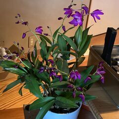 デンドロビウム　キンギアナム　１鉢の画像