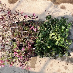 ハーブ　ラベンダーセージ　「サルビア　サーモンダンス」の画像