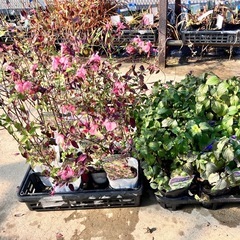 ハーブ　ラベンダーセージ　「サルビア　サーモンダンス」の画像