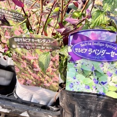 ハーブ　ラベンダーセージ　「サルビア　サーモンダンス」の画像
