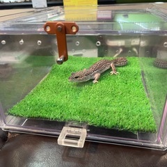 爬虫類ケージ　ケースの画像