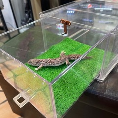 爬虫類ケージ　ケースの画像