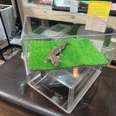 爬虫類ケージ　ケースの画像