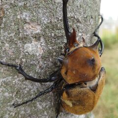 エレファスゾウカブト幼虫の画像