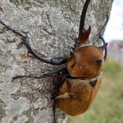 エレファスゾウカブト幼虫の画像