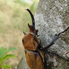 エレファスゾウカブト幼虫の画像