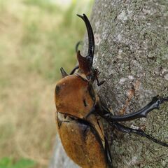 エレファスゾウカブト幼虫の画像