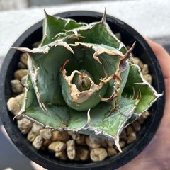 アガベ　白鯨の画像