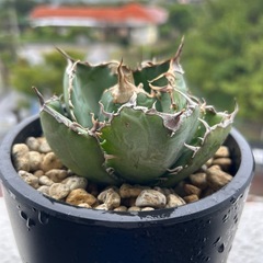 アガベ　白鯨の画像