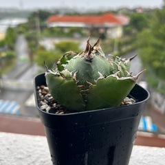 アガベ　白鯨2の画像