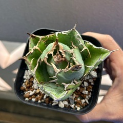 アガベ　白鯨2の画像