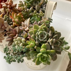 多肉植物　寄せ植え3つの画像
