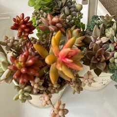 多肉植物　寄せ植え3つの画像