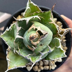 アガベ　白鯨3の画像