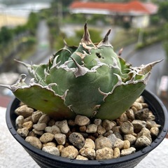 アガベ　白鯨3の画像