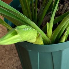 シンビジウム　花芽２本付きの画像