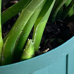 シンビジウム　花芽２本付きの画像