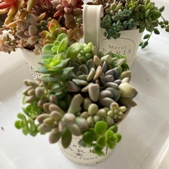 多肉植物　寄せ植え3つの画像