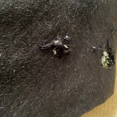 布団　ベッド　マットレス　折りたたみの画像