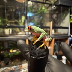 アカメアマガエル　国内CB 　の画像