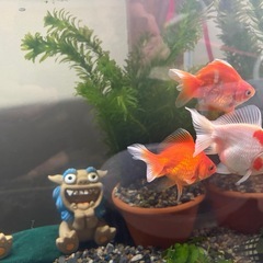 国産ダルマ琉金の画像