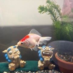 国産ダルマ琉金の画像