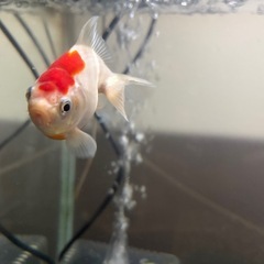 国産ダルマ琉金の画像